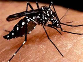 Iguaraçu e Paiçandu entram em epidemia de dengue